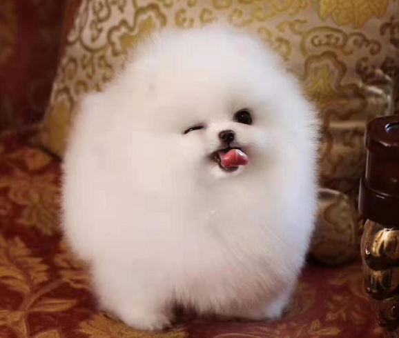 博美犬 乖巧小精灵纯种萌博美犬体检已做签订售后合同