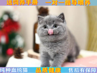 本地猫舍繁育纯种英短蓝猫 包子脸 可爱黏人包健康短毛猫